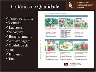 Tratos culturais;
Colheita;
Lavagem;
Secagem;
Beneficiamento;
Armazenagem;
Qualidade da
água;
Higiene;
Etc.
Critérios de Qualidade
 