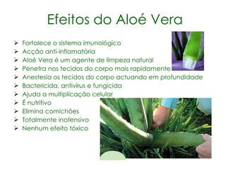 Efeitos do Aloé Vera Fortalece o sistema imunológico  Acção anti-inflamatória Aloé Vera é um agente de limpeza natural Penetra nos tecidos do corpo mais rapidamente Anestesia os tecidos do corpo actuando em profundidade Bactericida, antivírus e fungicida Ajuda a multiplicação celular É nutritivo Elimina comichões Totalmente inofensivo Nenhum efeito tóxico 