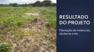 RESULTADO
DO PROJETO
Plantação de melancias,
aboboras e etc.
 