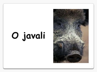 O javali 1 