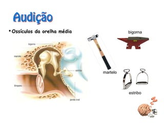  Ossículos da orelha média bigorna
martelo
estribo
 