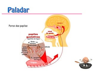 Poros das papilas
 