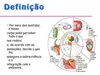 • Por meio dos sentidos,
o nosso
corpo pode perceber
tudo o que
nos rodeia;
e, de acordo com as
sensações, decide o que
lhe
assegura a sobrevivência
e a
integração com o
ambiente.
 
