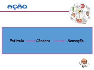 Estímulo Cérebro Sensação
 