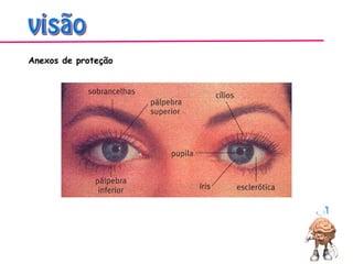 Anexos de proteção
 