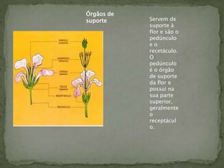Órgãos de
suporte     Servem de
            suporte à
            flor e são o
            pedúnculo
            eo
            recetáculo.
            O
            pedúnculo
            é o órgão
            de suporte
            da flor e
            possui na
            sua parte
            superior,
            geralmente
            o
            receptácul
            o.
 