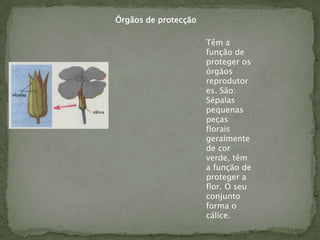 Órgãos de protecção

                      Têm a
                      função de
                      proteger os
                      órgãos
                      reprodutor
                      es. São:
                      Sépalas
                      pequenas
                      peças
                      florais
                      geralmente
                      de cor
                      verde, têm
                      a função de
                      proteger a
                      flor. O seu
                      conjunto
                      forma o
                      cálice.
 