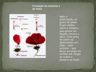 Formação da semente e
do fruto


                    Após a
                    polinização, os
                    grãos de pólen
                    ficam retidos
                    sobre o estigma,
                    que possui um
                    líquido viscoso e
                    doce. Cada grão
                    de pólen vai
                    desenvolver um
                    tubo - tubo
                    polínico - que
                    desce ao longo do
                    estilete até chegar
                    ao ovário e
                    penetra no óvulo
 