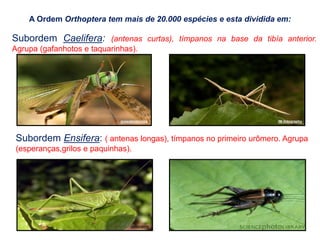 A Ordem Orthoptera tem mais de 20.000 espécies e esta dividida em:
Subordem Caelifera: (antenas curtas), tímpanos na base da tibía anterior.
Agrupa (gafanhotos e taquarinhas).
Subordem Ensifera: ( antenas longas), tímpanos no primeiro urômero. Agrupa
(esperanças,grilos e paquinhas).
culturamix
joiasdanatureza IM-fotography
 