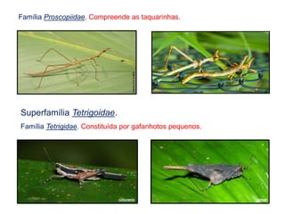 Família Proscopiidae. Compreende as taquarinhas.
Superfamília Tetrigoidae.
Família Tetrigidae. Constituída por gafanhotos pequenos.
culturamix varbak
 
