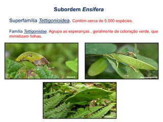 Subordem Ensifera
Superfamília Tettigonioidea. Contém cerca de 5.000 espécies.
Família Tettigoniidae. Agrupa as esperanças , geralmente de coloração verde, que
mimetizam folhas.
Jlinares P
Jlinares P
 