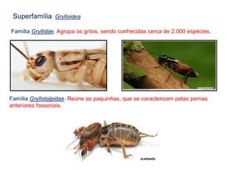 Superfamília Grylloidea
Família Gryllidae. Agrupa os grilos, sendo conhecidas cerca de 2.000 espécies.
Família Gryllotalpidae. Reúne as paquinhas, que se caracterizam pelas pernas
anteriores fossoriais.
sescpantanal
pt.wikipedia
 