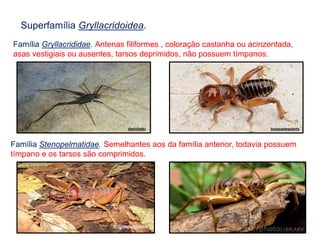 Superfamília Gryllacridoidea.
Família Gryllacrididae. Antenas filiformes , coloração castanha ou acinzentada,
asas vestigiais ou ausentes, tarsos deprimidos, não possuem tímpanos.
Família Stenopelmatidae. Semelhantes aos da família anterior, todavia possuem
tímpano e os tarsos são comprimidos.
thefullwiki bosquedespierto
Sciencephotolibrary
 