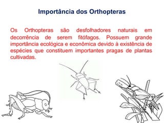 Importância dos Orthopteras
Os Orthopteras são desfolhadores naturais em
decorrência de serem fitófagos. Possuem grande
importância ecológica e econômica devido à existência de
espécies que constituem importantes pragas de plantas
cultivadas.
 