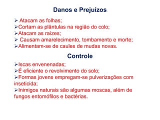 Danos e Prejuízos
 Atacam as folhas;
Cortam as plântulas na região do colo;
Atacam as raízes;
 Causam amarelecimento, tombamento e morte;
Alimentam-se de caules de mudas novas.
Iscas envenenadas;
É eficiente o revolvimento do solo;
Formas jovens empregam-se pulverizações com
inseticida;
Inimigos naturais são algumas moscas, além de
fungos entomófilos e bactérias.
Controle
 