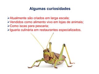 Algumas curiosidades
Atualmente são criados em larga escala;
Vendidos como alimento vivo em lojas de animais;
Como iscas para pescaria;
Iguaria culinária em restaurantes especializados.
 
