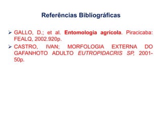 Referências Bibliográficas
 GALLO, D.; et al. Entomologia agrícola. Piracicaba:
FEALQ, 2002.920p.
 CASTRO, IVAN; MORFOLOGIA EXTERNA DO
GAFANHOTO ADULTO EUTROPIDACRIS SP, 2001-
50p.
 
