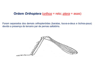 Ordem Orthoptera (orthos = reto; ptera = asas)
Foram separados dos demais orthopteróides (baratas, louva-a-deus e bichos-paus)
devido a presença do terceiro par de pernas saltatório.
 