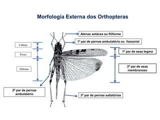 Morfologia Externa dos Orthopteras
1º par de asas tegma
2º par de asas
membranoso
1º par de pernas ambulatório ou fossorial
Atenas setácea ou filiforme
2º par de pernas
ambulatório 3º par de pernas saltatórias
 