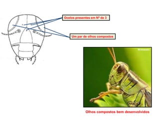 Ocelos presentes em Nº de 3
Um par de olhos compostos
Olhos compostos bem desenvolvidos
IM-fotography
 