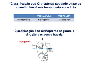 Classificação dos Orthopteras segundo o tipo de
aparelho bucal nas fases imatura e adulta
FASE IMATURA FASE ADULTA
Menognatos Mastigador Mastigador
Classificação dos Orthopteras segundo a
direção das peças bucais
hipognata
 
