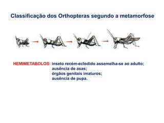 Classificação dos Orthopteras segundo a metamorfose
HEMIMETABOLOS: inseto recém-eclodido assemelha-se ao adulto;
ausência de asas;
órgãos genitais imaturos;
ausência de pupa.
 