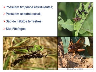 Possuem abdome séssil;
Possuem tímpanos estridulantes;
São Fitófagos;
São de hábitos terrestres;
Flickr
joiasdanatureza
 
