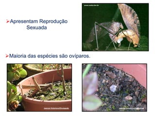 Apresentam Reprodução
Sexuada
Maioria das espécies são ovíparos.
marcos Victoriono/Divulgação marcos Victoriono/Divulgação
 