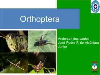 Anderson dos santos
José Pedro F. de Alcântara
Junior
Orthoptera
 