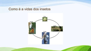 Como é a vidas dos insetos
 