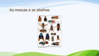 As moscas e as abelhas
 