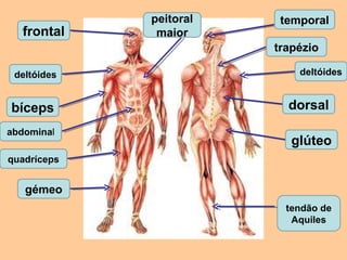 peitoral    temporal
  frontal     maior
                        trapézio

 deltóides                  deltóides


bíceps                    dorsal
abdominal
                           glúteo
quadríceps


   gémeo
                          tendão de
                           Aquiles
 