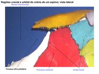 Regiões cranial e orbital do crânio de um eqüino; vista lateral Forame infra-orbitário Processo alveolar Crista facial Borda interalveolar 