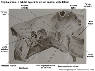 Representação segundo Sisson/Grossman, 1975. Região cranial e orbital do crânio de um eqüino; vista lateral Porção perpendicular do palatino osso Maxilar Meato  acústico externo Forame palatino aboral Crista facial Forame etmoidal Forame óptico Forame  Orbitário Canal Alar Forame alar Processo jugular 