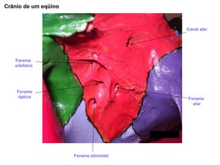 Forame  alar Crânio de um eqüino Canal alar Forame etmoidal Forame óptico Forame  orbitário 