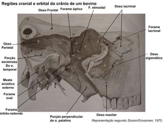 Representação segundo Sisson/Grossman, 1975. Regiões cranial e orbital do crânio de um bovino Osso Frontal Osso Parietal Porção escamosa  Do o. temporal Osso lacrimal Osso zigomático Osso maxilar Porção perpendicular do o. palatino Meato  acústico externo Forame oval Forame órbito-redondo Forame óptico F. etmoidal Forame lacrimal 