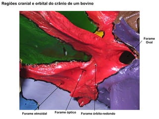 Forame Oval Forame etmoidal Forame óptico Forame órbito-redondo Regiões cranial e orbital do crânio de um bovino 