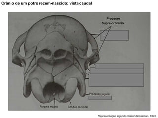 Crânio de um potro recém-nascido; vista caudal Processo Supra-orbitário   Representação segundo Sisson/Grossman, 1975. 