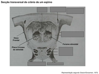 Placa Crivosa do etmóide Forame etmoidal Osso Frontal Secção transversal do crânio de um eqüino Representação segundo Sisson/Grossman, 1975. 