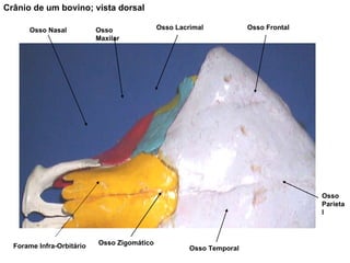 Osso Frontal Osso Lacrimal Osso Maxilar Osso Nasal Osso Zigomático  Osso Temporal Osso Parietal Crânio de um bovino; vista dorsal   Forame Infra-Orbitário 