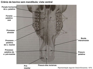 Representação segundo Sisson/Grossman, 1975. Crânio de bovino sem mandíbula; vista ventral Processo alveolar Porção horizontal do o. palatino Forame palatino oral Processo palatino do o. maxilar Processo  palatino do o. pré-maxilar Fissura palatina Fissura dos incisivos Pré-maxilar Borda interalveolar 