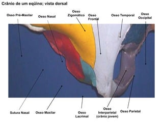 Osso Frontal Osso Temporal Osso Parietal Osso Occipital Osso Interparietal (crânio jovem) Osso Zigomático Osso Lacrimal Osso Maxilar Osso Nasal Crânio de um eqüino; vista dorsal Sutura Nasal Osso Pré-Maxilar 