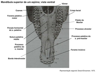 Representação segundo Sisson/Grossman, 1975. Mandíbula superior de um eqüino; vista ventral Crista facial Coanas Porção horizontal do o. palatino Vômer Forame palatino maior Sutura palatina média Processo palatino do o. maxilar Processo palatino do o. pré-maxilar Forame incisivo Palato do Maxilar Processo alveolar Borda interalveolar 