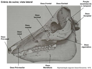 Representação segundo Sisson/Grossman, 1975. Crânio do suíno; vista lateral Osso Occipital Porção escamosa do  o. temporal Osso Parietal Osso Frontal Osso lacrimal Osso zigomático Osso maxilar Osso nasal Osso Pré-nasal Osso Pré-maxilar Osso Mandíbula 