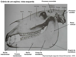Representação segundo Sisson/Grossman, 1975. Crânio de um eqüino; vista esquerda Corpo da  mandíbula Forame mentoniano Ramo horizontal Ramo vertical Processo condilar Processo coronóide Ângulo da mandíbula Borda interalveolar 