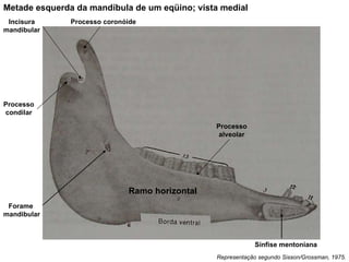 Representação segundo Sisson/Grossman, 1975. Metade esquerda da mandíbula de um eqüino; vista medial Incisura mandibular Processo coronóide Processo condilar Forame  mandibular Processo alveolar Sínfise mentoniana Ramo horizontal 