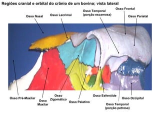 Osso Occipital Osso Parietal Osso Temporal (porção escamosa) Osso Esfenóide Osso Palatino Osso Frontal Osso Nasal Osso Lacrimal Osso Pré-Maxilar Osso Maxilar Osso Zigomático Regiões cranial e orbital do crânio de um bovino; vista lateral Osso Temporal (porção petrosa) 