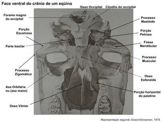 Face ventral do crânio de um eqüino Representação segundo Sisson/Grossman, 1975. Processo Muscular Processo Mastóide Porção Petrosa Fossa Mandibular Porção Escamosa Processo Zigomático Osso Vômer Porção horizontal do palatino Osso Occipital Forame magno do occipital  Parte basilar Côndilo do occipital Osso Esfenóide Asa Orbitária ou (asa maior) 