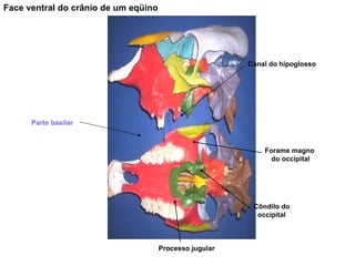 Face ventral do crânio de um eqüino Forame magno  do occipital Canal do hipoglosso Côndilo do occipital Processo jugular Parte basilar 