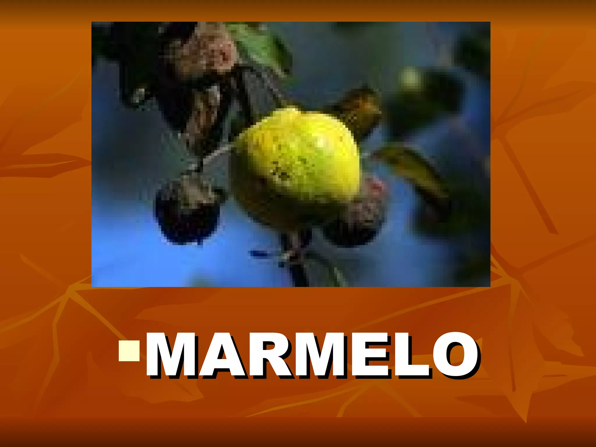 MARMELO 
